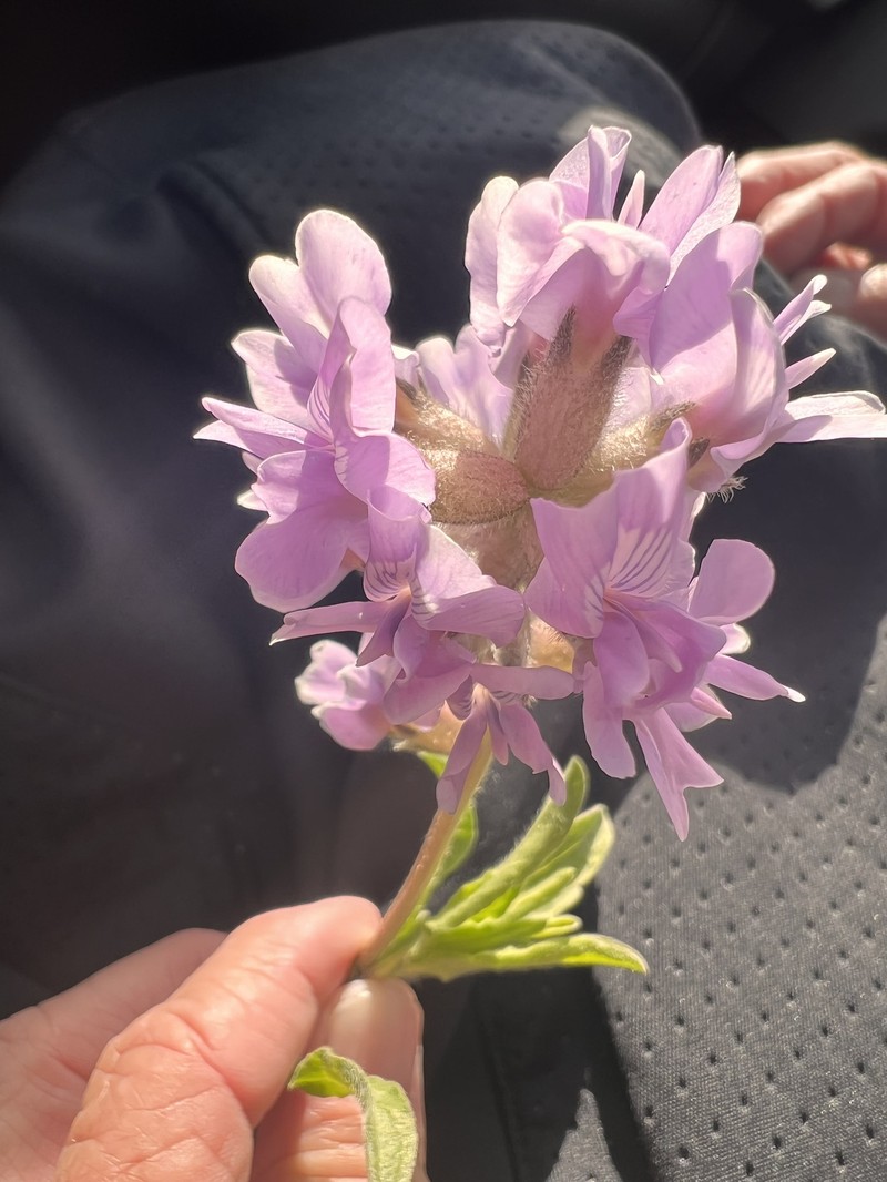 Oxytropis besseyi var. besseyi photo 3