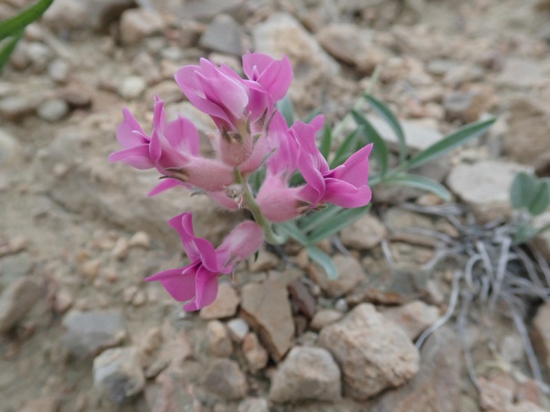 Oxytropis besseyi var. besseyi photo 4