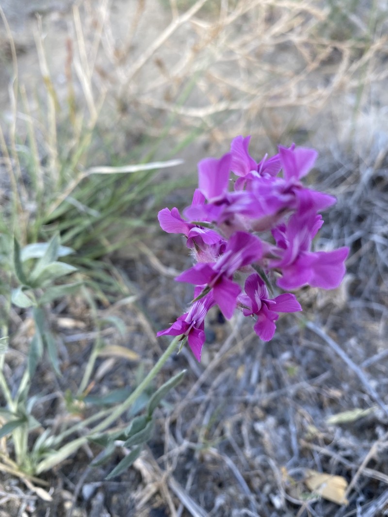 Oxytropis besseyi var. besseyi photo 5