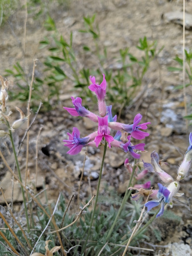 Oxytropis besseyi var. besseyi photo 6