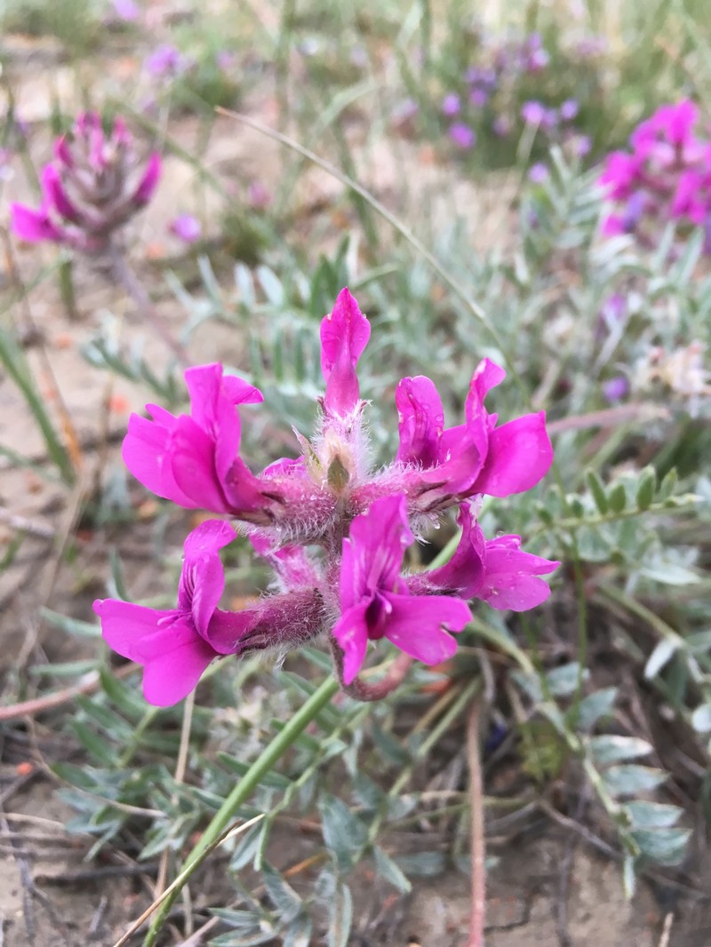 Oxytropis besseyi var. besseyi photo 7