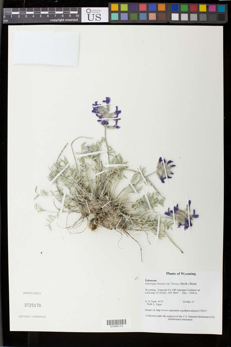 Oxytropis besseyi var. besseyi photo 8
