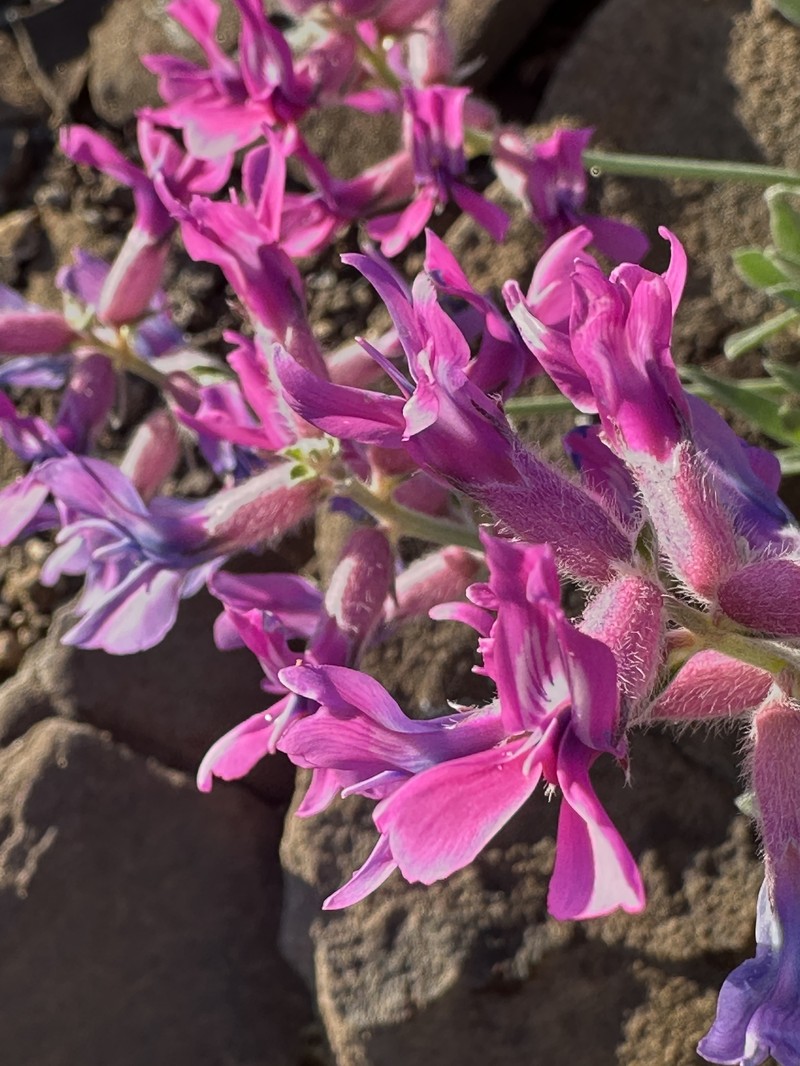 Oxytropis besseyi var. fallax