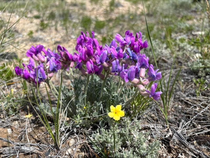 Oxytropis besseyi var. fallax photo 2