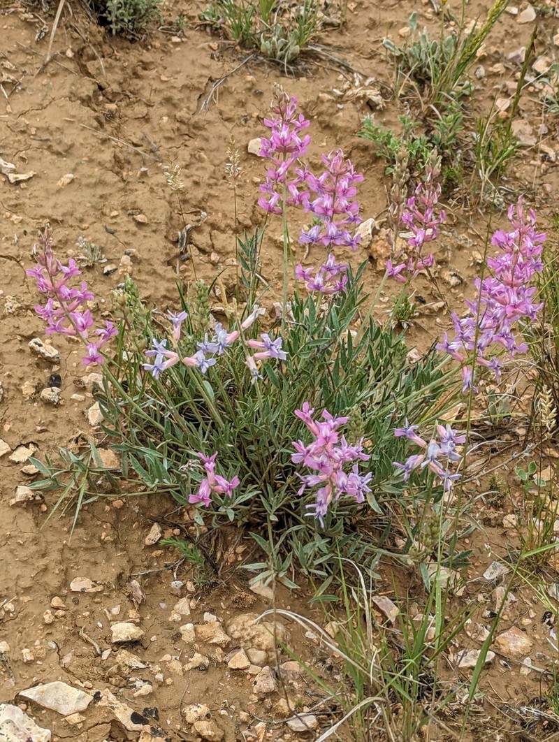 Oxytropis besseyi var. fallax photo 3