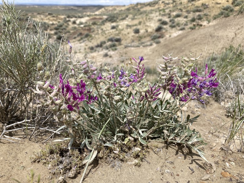 Oxytropis besseyi var. fallax photo 4
