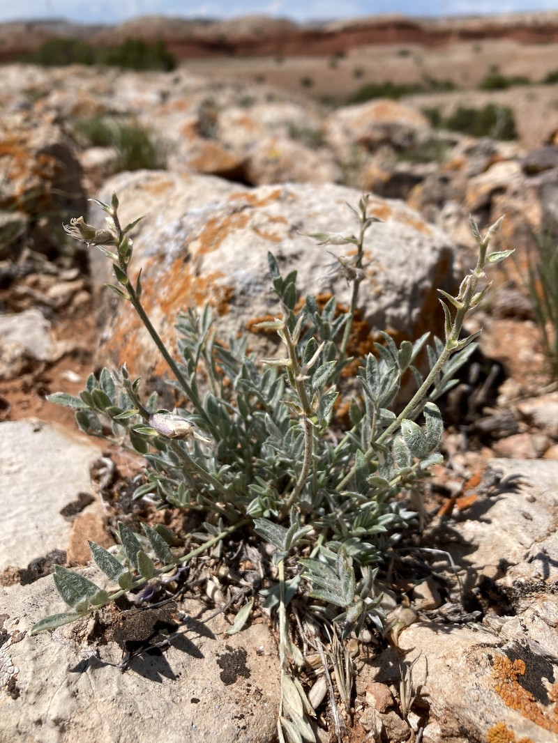 Oxytropis besseyi var. fallax photo 5
