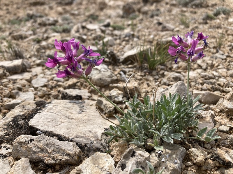 Oxytropis besseyi var. fallax photo 6