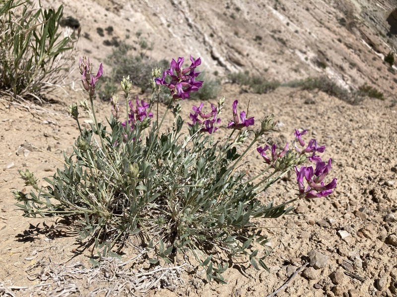 Oxytropis besseyi var. fallax photo 7