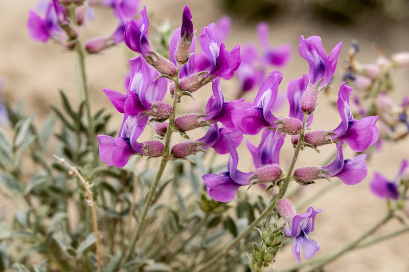 Oxytropis besseyi var. fallax photo 8