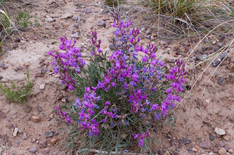 Oxytropis besseyi var. obnapiformis