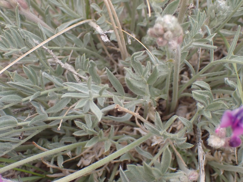 Oxytropis besseyi var. obnapiformis photo 2