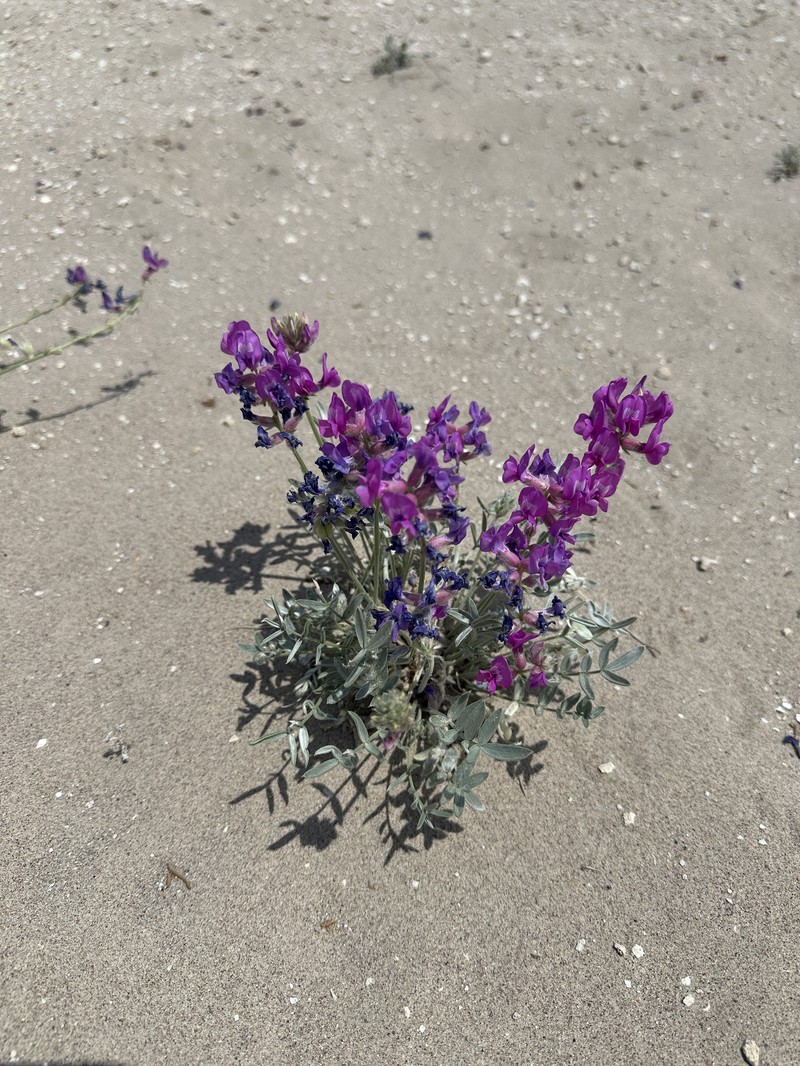 Oxytropis besseyi var. obnapiformis photo 3