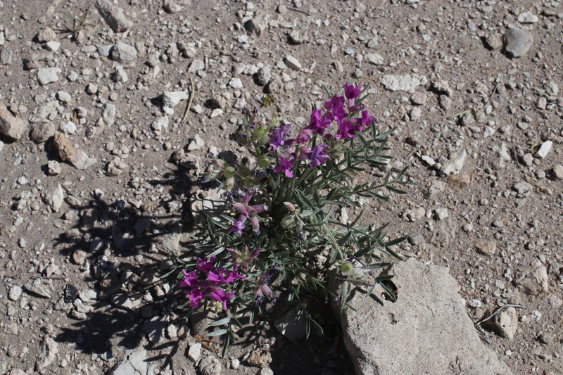 Oxytropis besseyi var. obnapiformis photo 4
