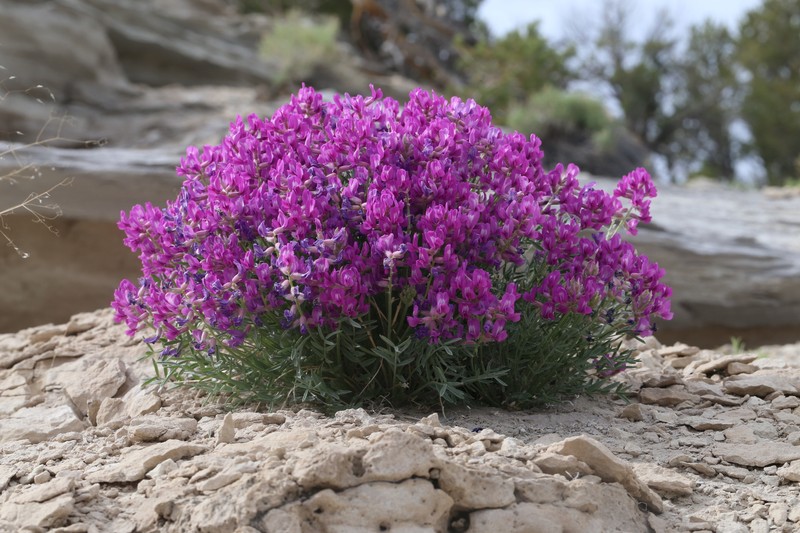Oxytropis besseyi var. obnapiformis photo 5
