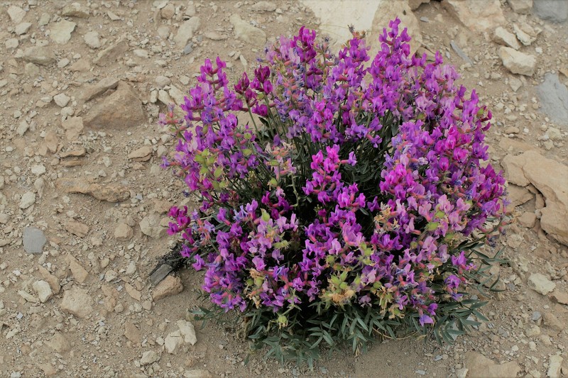 Oxytropis besseyi var. obnapiformis photo 6