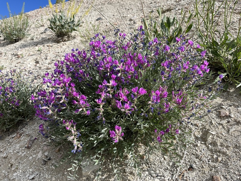 Oxytropis besseyi var. obnapiformis photo 7