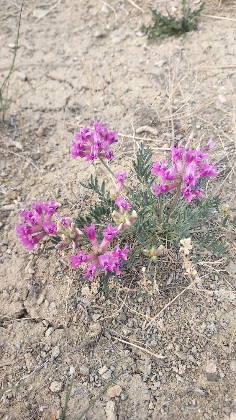 Oxytropis besseyi var. salmonensis