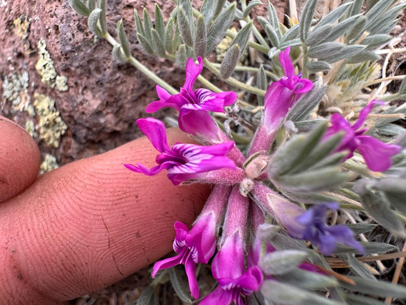 Oxytropis besseyi var. salmonensis photo 2