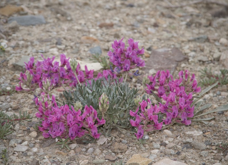 Oxytropis besseyi var. salmonensis photo 3