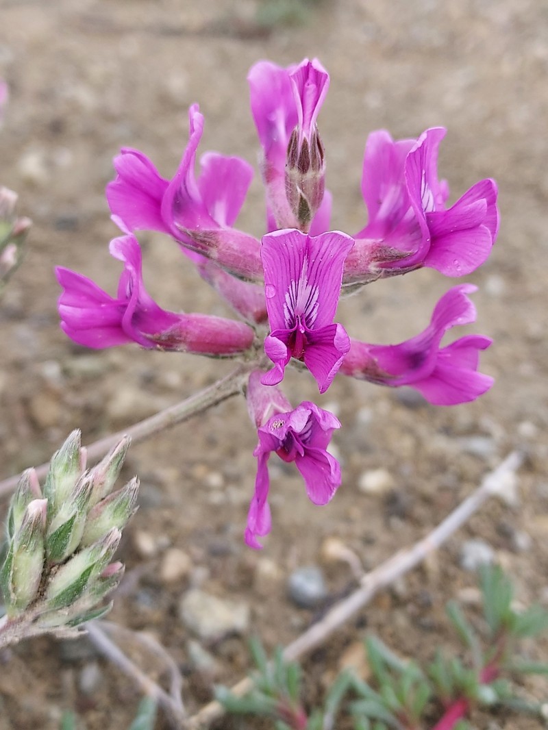 Oxytropis besseyi var. salmonensis photo 4
