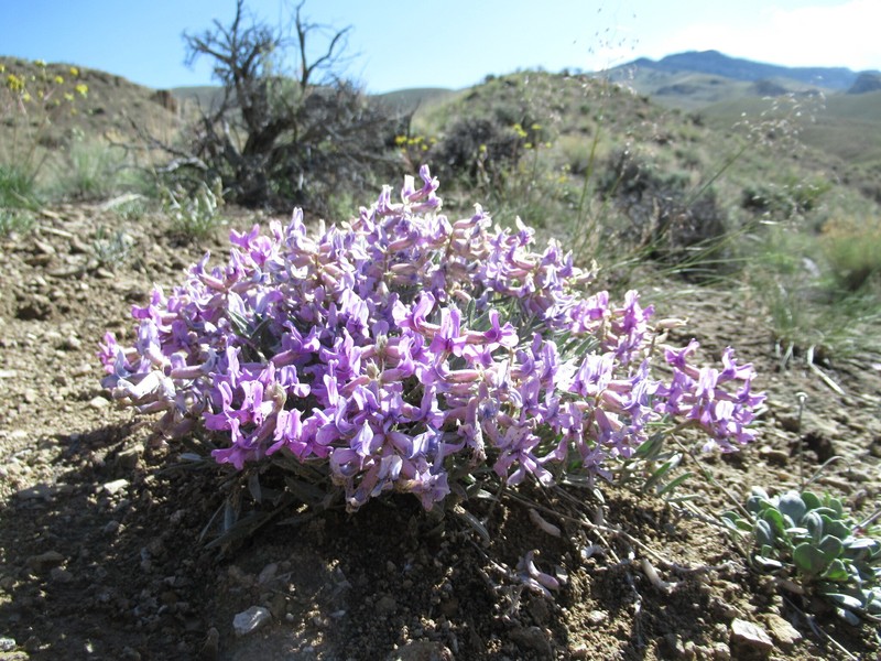 Oxytropis besseyi var. salmonensis photo 5