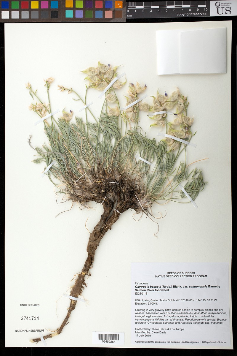 Oxytropis besseyi var. salmonensis photo 6