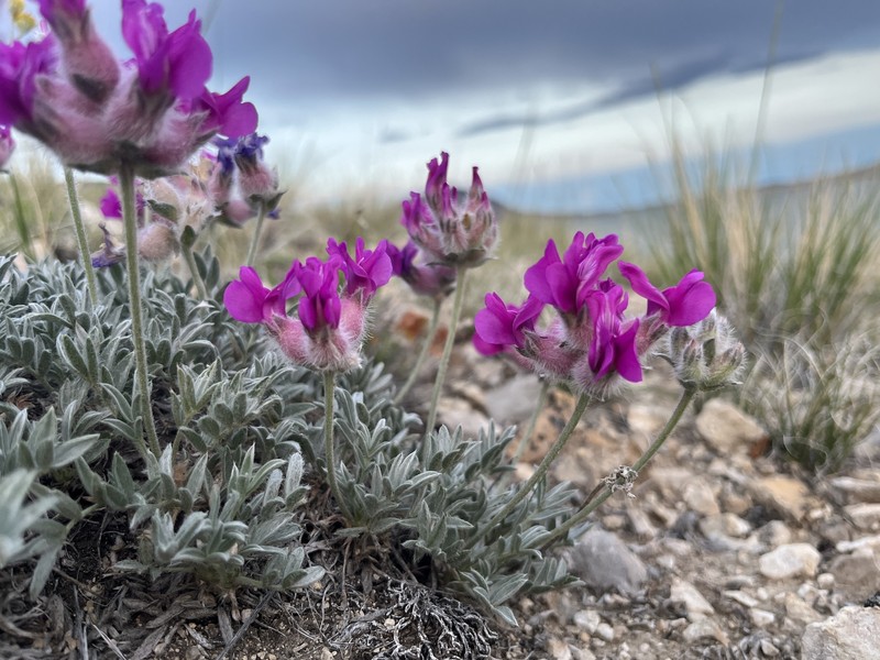 Oxytropis besseyi var. ventosa