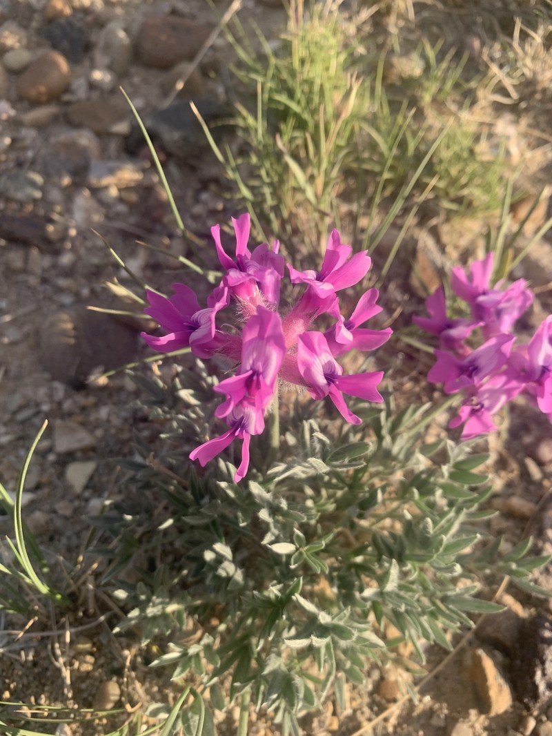 Oxytropis besseyi var. ventosa photo 2