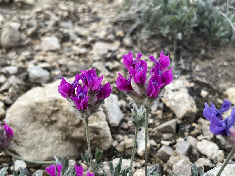 Oxytropis besseyi var. ventosa photo 3