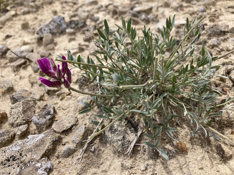 Oxytropis besseyi var. ventosa photo 4