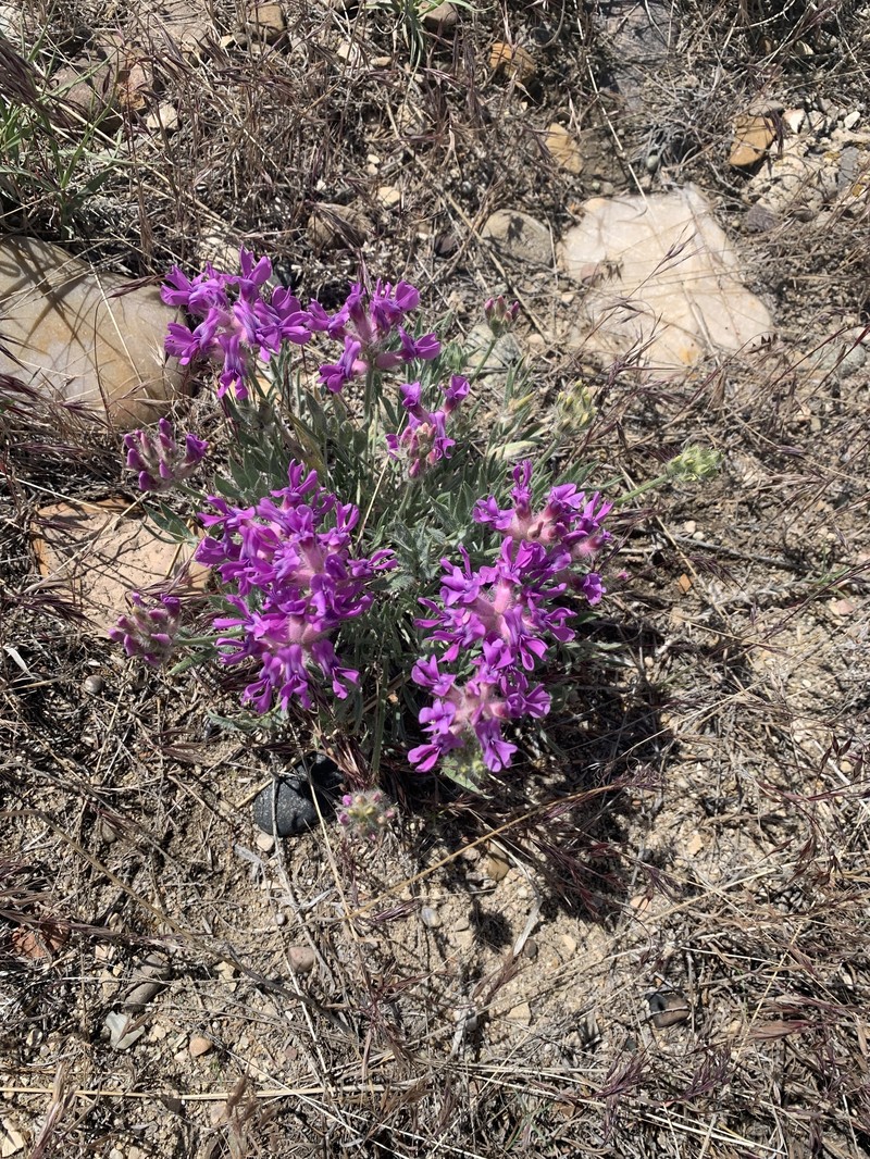 Oxytropis besseyi var. ventosa photo 5