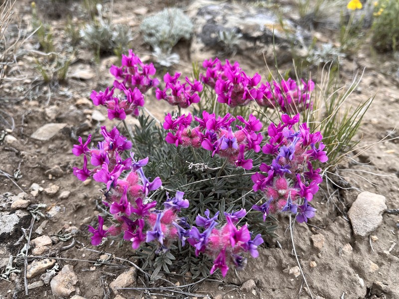 Oxytropis besseyi var. ventosa photo 6