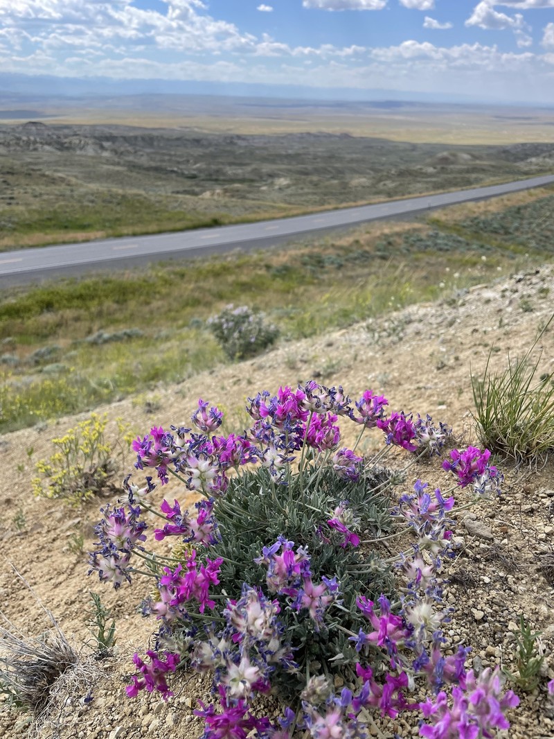 Oxytropis besseyi var. ventosa photo 7
