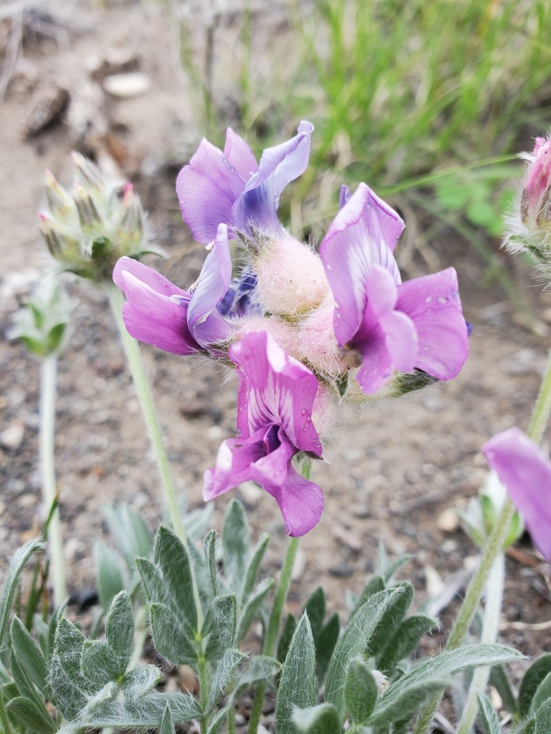 Oxytropis besseyi var. ventosa photo 8
