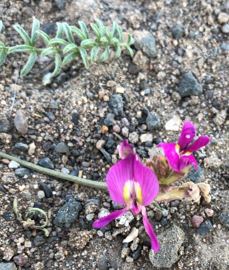 Oxytropis bicolor