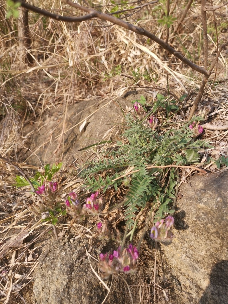 Oxytropis bicolor photo 2