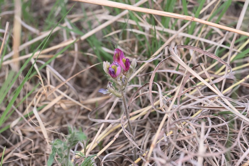 Oxytropis bicolor photo 3