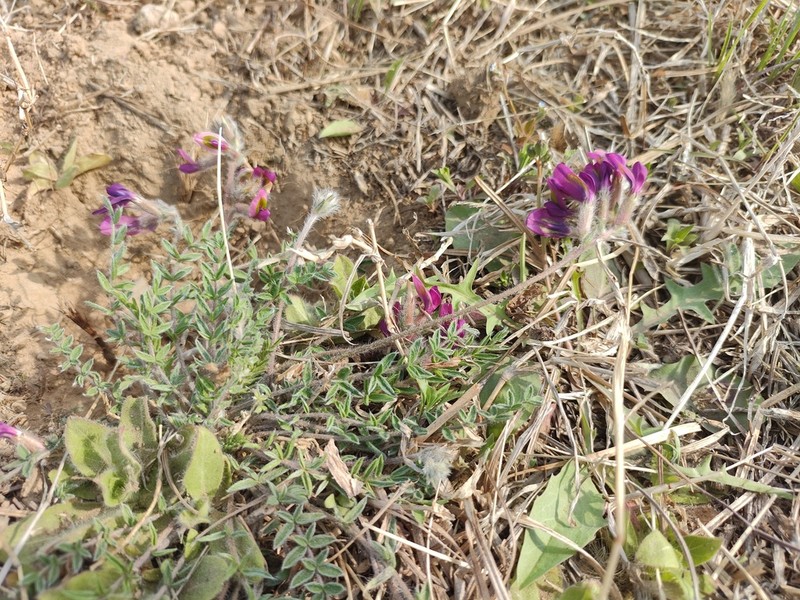 Oxytropis bicolor photo 4