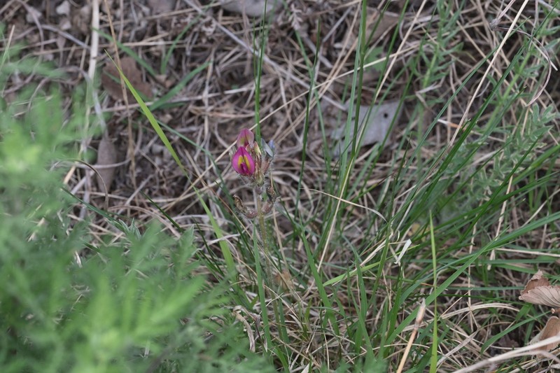 Oxytropis bicolor photo 5