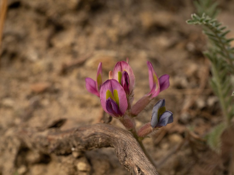 Oxytropis bicolor photo 6