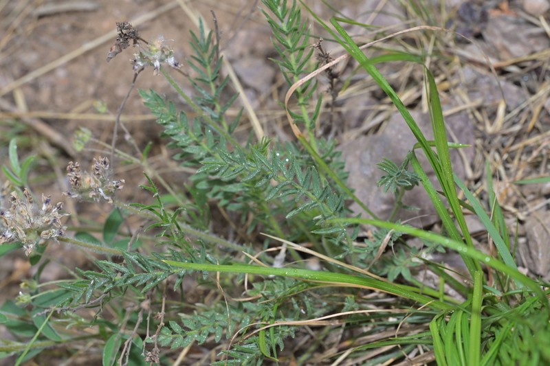 Oxytropis bicolor photo 7