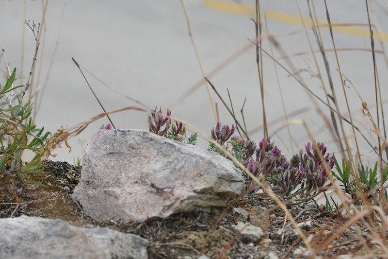 Oxytropis bicolor photo 8