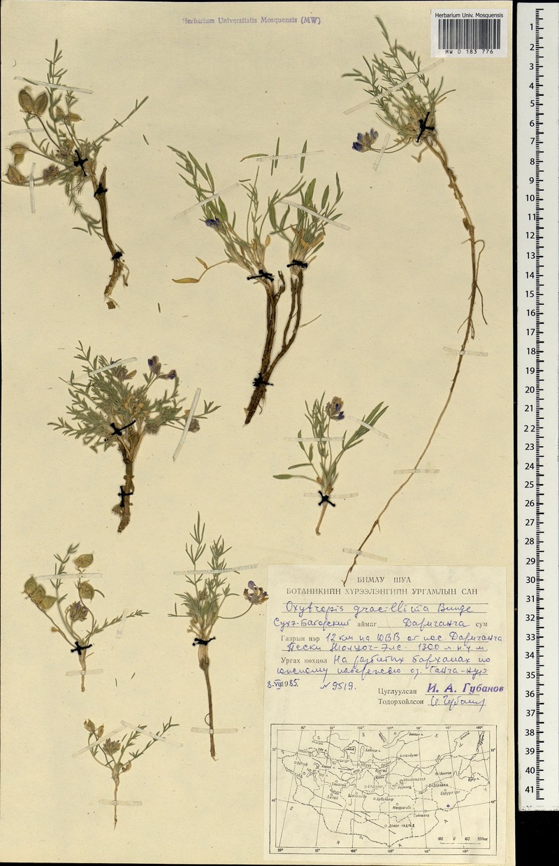Oxytropis binaludensis