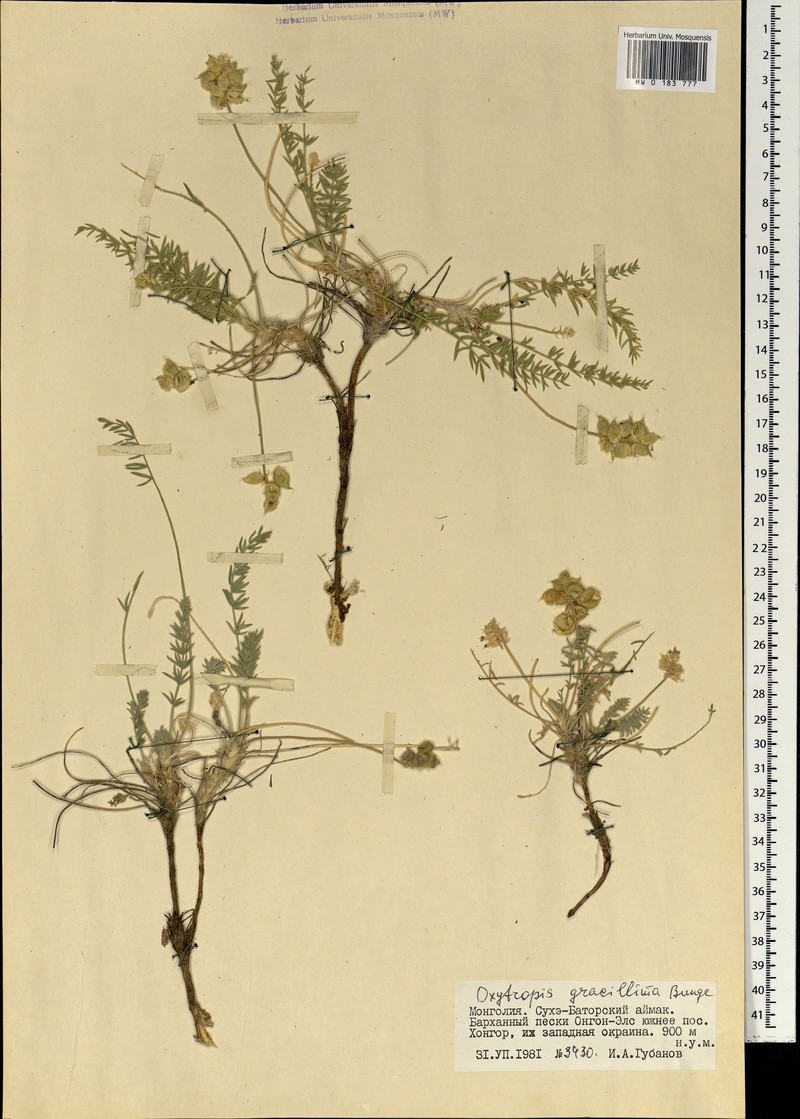 Oxytropis binaludensis photo 2