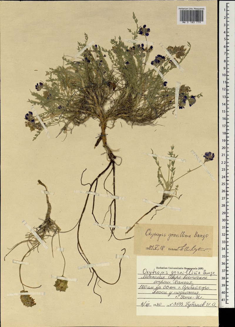Oxytropis binaludensis photo 3
