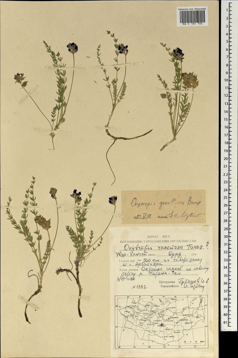 Oxytropis binaludensis photo 4