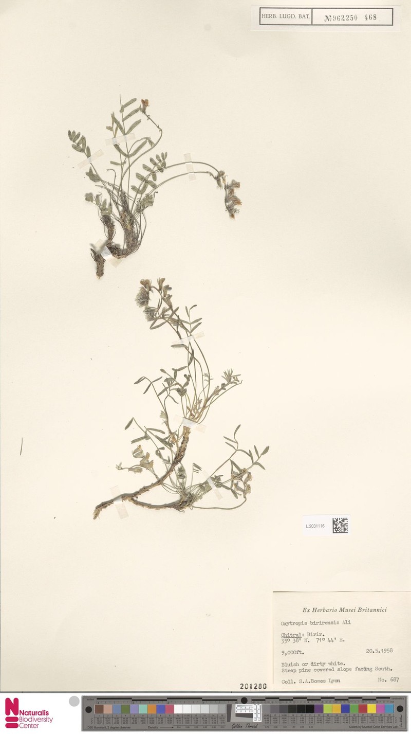 Oxytropis birirensis