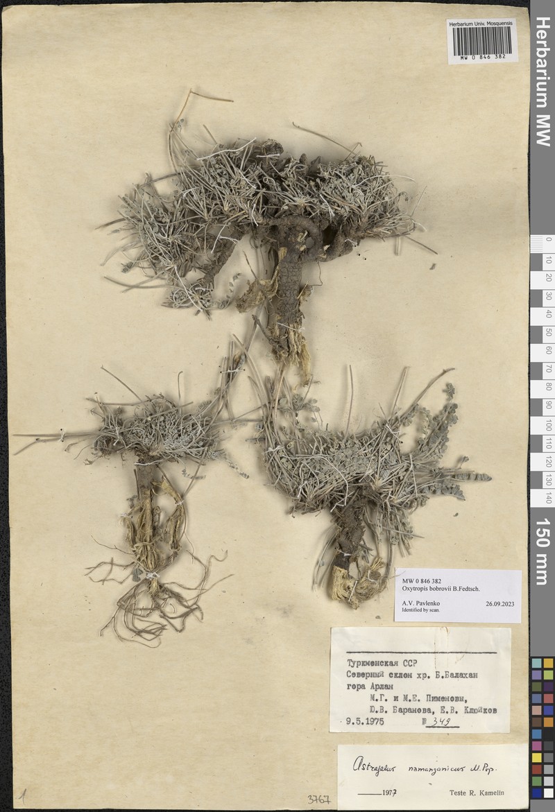 Oxytropis bobrovii
