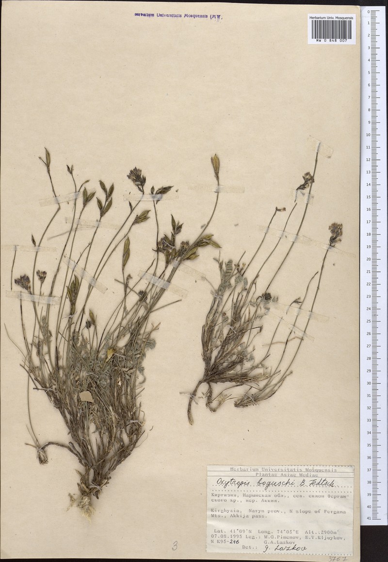Oxytropis boguschi